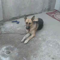 باسلام ژرمن ماده