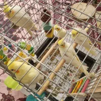 جوجه عروس هلندی