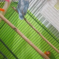 یک جفت طوطی برزیلی خوش رنگ