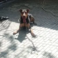 سگ دوبرمن بارگ خونی بالا|سگ|کرمانشاه, |دیوار