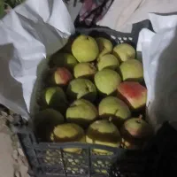 گلابی درگزی