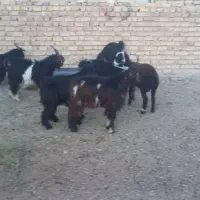 کهره نر چاق