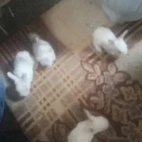 تازه گیاه‌خوار شده