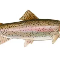 قزل آلا 300گرم