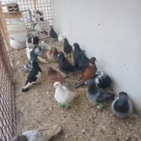 کفتر پرشی|پرنده|اسفراین, |دیوار