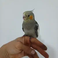 عروس هلندی نر شاه تخم