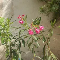 گل خرزهره