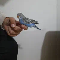 مرغ عشق دستی