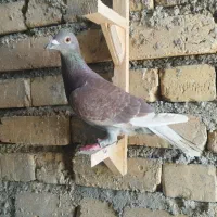 کبوتر پلاکی فیروزاباد|پرنده|شیراز, احمدآباد|دیوار