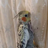 پرنده|پرنده|همدان, |دیوار