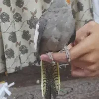 عروس هلندی دستی واروم چندوقته دون خورشده