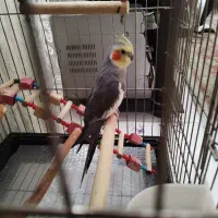 عروس هلندی نر خیلی خوب سرحال آواز خان|پرنده|هشتگرد, شهرک بوستان|دیوار