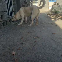 واگذاری ماده عراقی