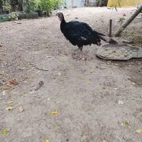 بوقلمون ماده