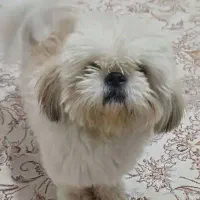 شیتزو پیکینیز نر