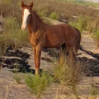 کره نریون اصل عرب7ماهه