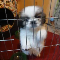 واگذاری سگ نزاد دار|سگ|پاکدشت, شهرک امام رضا|دیوار