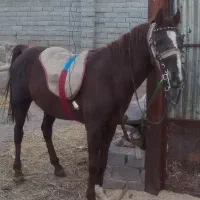 فروش نریان کرد سر دم گیر شیش دانگ