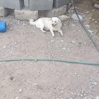 سگ ماده
