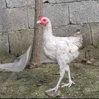 نیمچه محلی وگلین