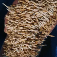 جو دیم|عمده‌فروشی|کبودرآهنگ, |دیوار