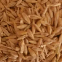 جو ابی