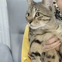 گربه گمشده