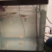 فروش ماهی گوپی با وسایل|ماهی|تبریز, |دیوار