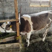 فروش چهار راس گوساله ماده