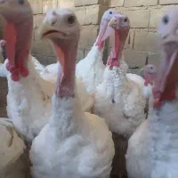 بوقلمون|حیوانات مزرعه|بیلوار, |دیوار