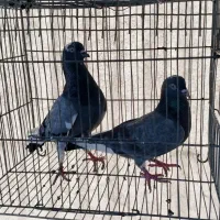 کفترپرشی‌‌سبزانگلیسی جوجه‌طوقی‌الماسی زینتی‌پرنده