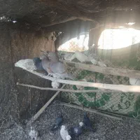 تعدای کبوتر|پرنده|قره چای, |دیوار