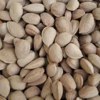 گردو بادام فروشی