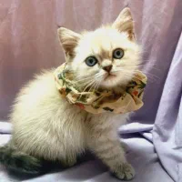 گربه ماده بریتیش چشم آبی سیلور
