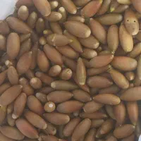 بلوط تازه زاگرس|خوردنی و آشامیدنی|ارژن, |دیوار