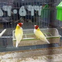 فنچ گلدین