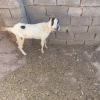 بزغاله یکساله ماده