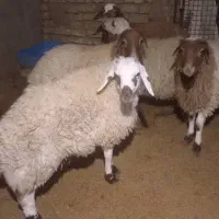 بره نر|حیوانات مزرعه|گلپایگان, |دیوار