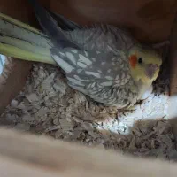 فروش عروس هلندی یکجا باهم|پرنده|رودهن, |دیوار