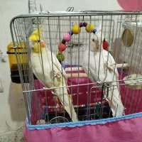جفت عروس هلندی سخنگو