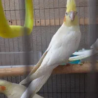 عروس هلندی