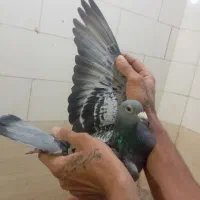 پلاکی نر ماده|پرنده|مسجد سلیمان, |دیوار