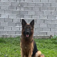 سگ نگهبان|سگ|رشت, پسیخان|دیوار