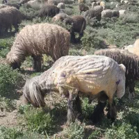 قوچهای ترکی|حیوانات مزرعه|لالی, |دیوار