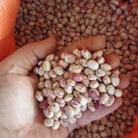 خرید و فروش لوبیا قرمز و چیتی عمده|خوردنی و آشامیدنی|خرمدره, |دیوار