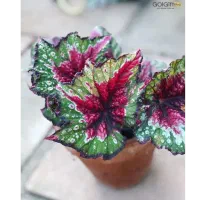 باغبون نظافت نقاش ساختمان|خدمات باغبانی و درختکاری|سراب, |دیوار