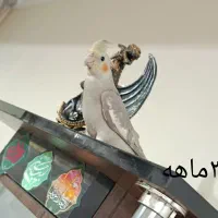 عروس هلندی|پرنده|پاکدشت, حصار امیر|دیوار