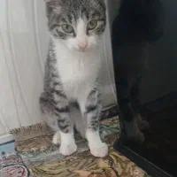 واگذاری گربه کوچولو|گربه|بجنورد, |دیوار