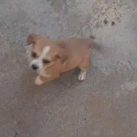 سگ پاکوتاه|سگ|کرمانشاه, |دیوار