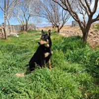 مناسب برای باغ کارگاه انبار نگهبانی عالی